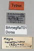 CollectionObject 1501009; 6d7ecf78-5c92-48ab-aa79-f27b3408ea82, DORSA BAmegflaT01: labels (holotype of Brachycercus novaeguineae). (CollectionObject).
