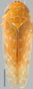 Habitus, dorsal view: !! display not done !! on Bandara Ball, 1931: Bandara johnsoni, dorsally (INHS). (Observation).