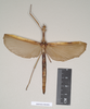 CollectionObject 1561863; NHMUK(SF IMPORT DUPLICATE) 844826, b4146294-8c98-4a66-910c-b6e6175de207: copyright Natural History Museum, London. female of Necroscia salmanazar (holotype). (CollectionObject).