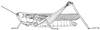 Coryphosima stenoptera stenoptera (Schaum, 1853): Page 197, Figure 1. female habitus. (Otu).