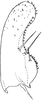 Subgenital plate, ventral view on Arboridia (Arborifera) mira Song, Li & Dietrich, 2016: Subgenital plate. (Observation).