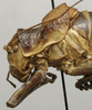 CollectionObject 1535002; 4f1919c6-c607-4149-bb25-99802ff6f65e: male pronotum, lateral view (syntype). (CollectionObject).