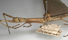 CollectionObject 1562047; NMW 1068', a7ca75d3-cb21-4736-b250-1377476d9faf: copyright NMW, Vienna. female: head and thorax, lateral view of synonym Sosibia dubia (syntype). (CollectionObject).