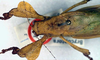 CollectionObject 1517200; d8553226-ee7a-48da-8e46-1d5af18a6827: male head and pronotum, dorsal view (holotype). (CollectionObject).