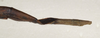 CollectionObject 1561780; 746985d0-97a1-4a4d-8906-2452253e2365: copyright, St. Petersburg. female: end of abdomen, dorsal view (holotype). (CollectionObject).