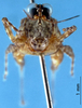 CollectionObject 1569378; 6137a43d-03a6-433b-894b-9cdc51bed545: male, frontal view (Euparatettix parvus). (CollectionObject).
