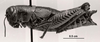CollectionObject 1523942; c8f05f97-f831-4873-9eb7-e846c005a086: Image C.S. Carbonell. female, lateral view (holotype). (CollectionObject).