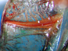 CollectionObject 1500585; 675c7238-0cef-49eb-b65b-a17a5f89c62d, DORSA BTpoeannS01: male, stridulatory file (syntype). (CollectionObject).