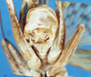 CollectionObject 1578135; d84b4097-3d20-4ef7-aa66-8a0bb64fa51f: male abdomen tip. (CollectionObject).