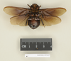CollectionObject 1573025; 3a2fcd75-3277-4e88-a458-d6301a3b78cb: Copyright Natural History Museum, London. Non-type (adult male) in BM(NH). Ventral view. (CollectionObject).