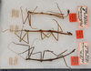 CollectionObject 1559010; b1b7af32-929c-4341-b187-0c427688e1ac: copyright USNM, Washington. male and female (syntypes) Additional material in Washington and Philadelphia are not part of the type series. (CollectionObject).;CollectionObject 1559011; 4b79db5f-56ee-41d9-945c-417a68134647: copyright USNM, Washington. male and female (syntypes) Additional material in Washington and Philadelphia are not part of the type series. (CollectionObject).
