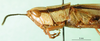 CollectionObject 1501373; 5345fc0f-a785-4145-b42e-ef1a548ee129: male, head and pronotum lateral view (holotype). (CollectionObject).