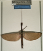 CollectionObject 1560581; NMW 1112, bade14e0-7e39-40d0-8b06-ce0b5c2f3980: copyright NMW, Vienna. female (holotype). (CollectionObject).