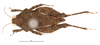 CollectionObject 1568271; fb0ad33a-8dcd-469e-871d-23029e4fb05e: male, dorsal view. (CollectionObject).