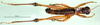 CollectionObject 1500981; 56044b6a-1652-4f6e-9d85-dddc0d7dd8c8: male, dorsal view (holotype). (CollectionObject).