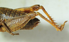 CollectionObject 1498697; 922d6b58-9b60-4168-8926-1f438a0de90d: female abdomen tip, lateral view. (CollectionObject).