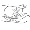 Pygofer, lateral view: Genital capsule, lateral view. (Observation).