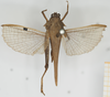 CollectionObject 1517892; 07de5cf5-f8ea-43c7-924b-d832e7520b12, NHMUK010924507: male, dorsal view (holotype). (CollectionObject).
