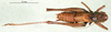 CollectionObject 1502546; 264ebcbf-d4ff-4361-9308-902da85c29bd: female, dorsal view (syntype). (CollectionObject).