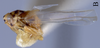 Habitus, lateral view on Eupterella gladia DeLong & Ruppel, 1950: (Observation).