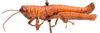 CollectionObject 2704311; CNMS 169, ec871f59-a3ba-4dab-8791-b02583a40db7, CNMS 169: male, lateral view (paratype). (CollectionObject).