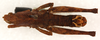 CollectionObject 1499386; 7f037e62-420d-4d4f-9b92-013a45551c27: male, dorsal view (holotype). (CollectionObject).