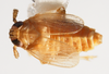 Habitus, dorsal view: !! display not done !! on Syndelphax alexanderi (Metcalf, 1923): (Observation).