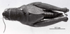 CollectionObject 1525779; 0c50e16e-ee48-43a9-b4f3-d6973111679e: Image C.S. Carbonell. female, dorsal view (allotype). (CollectionObject).