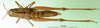 CollectionObject 1502387; c9222158-a9bb-4998-bdf9-abd311d5aaaf: female, dorsal view (syntype). (CollectionObject).