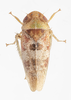Live specimen on Dragonana dracontea (Gibson, 1919): (Observation).