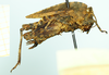 CollectionObject 1477264; f0b064e7-01e6-4122-bc24-6d6492ffb0fe, NHMUK010924556: female, lateral view (paratype of Tetrix tartara subacuta). (CollectionObject).