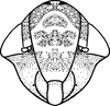 Nymph: (Observation).