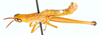Pseudamatonga carinicrus (Schulthess, 1909): male, lateral view. (Otu).