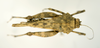 CollectionObject 1535349; 25253dae-7762-4ea5-b5aa-d70742b3afc2: female, dorsal view (lectotype). (CollectionObject).