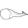 Pygofer appendages on Empoascanara (Empoascanara) vinia Dworakowska, 1992: Pygofer appendages. (Observation).