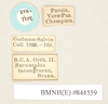 CollectionObject 1561478; NHMUK(SF IMPORT DUPLICATE) 844559, b2a860b1-c738-47bc-a094-26e14cff90dc: copyright Natural History Museum, London. male, data labels (paralectotype). (CollectionObject).