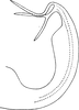 Aedeagus, lateral view on Edwardsiana zaisanica Dlabola, 1967: Aedeagus, lateral view (after Dlabola). (Observation).