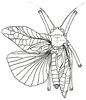 Scambophyllum sandakanae Hebard, 1922: Pl. XII, Fig. 3. male (tegmina length 17 mm). (Otu).