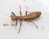 Mantophasmatodea Klass, Zompro, Kristensen & Adis, 2002: (Otu).