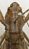 CollectionObject 1535164; a0454b74-f698-4a29-b6ec-c815a762d5e2: male pronotum, dorsal view (lectotype). (CollectionObject).