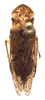 Habitus, dorsal view: Funkikonia tuberculata. (Observation).