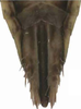 Ovipositor: !! display not done !! on Maiestas xanthocephalus (Dash & Viraktamath, 1998): Ovipositor. (Observation).
