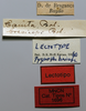 CollectionObject 1535563; db1c45bb-d77b-47b6-8589-c21cd7d5f6de: labels (lectotype). (CollectionObject).