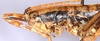 CollectionObject 1499690; c82455dd-b883-4e51-b472-8171a827ed61: female, anterior portion of body, lateral view. (CollectionObject).