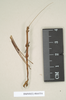 CollectionObject 1561510; NHMUK(SF IMPORT DUPLICATE) 844554, 67d23550-6b19-49a7-82d3-c3048c896de1: copyright Natural History Museum, London. male (paralectotype). (CollectionObject).