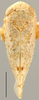 Habitus, dorsal view on Aplanus Oman, 1949: Aplanus albidus, dorsal habitus. (Observation).