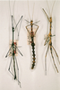 CollectionObject 1559874; 5b5df826-da10-47a5-979a-66e00e294433: copyright NHRS, Stockholm. male (lectotype); female paralectotypes. (CollectionObject).