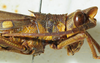 CollectionObject 1498682; a6f71bae-af83-473d-8545-a86e47bb5a69: male head and pronotum, lateral view. (CollectionObject).