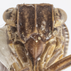Head on Dyctidea nigrata Doering, 1940: (Observation).