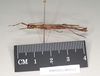 CollectionObject 1563521; NHMUK(SF IMPORT DUPLICATE) 845111, 2f617017-363d-431c-a976-2d41ddd9483e: copyright Natural History Museum, London. male, lateral view (paratype). (CollectionObject).